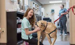 We know pets, and will strive to give them the best care possible. Expert Veterinary Care Memphis Poplar And Massey The Pet Hospitals