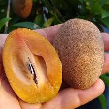 Image result for Sapotaceae