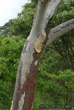Image result for Sterculia quinqueloba