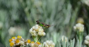Gambar Bunga Edelweis Terkeren 93 Gambar Gambar Bunga Edelweiss Jawa Terlihat Keren Gambar Daftar Lengkap Nama Latin Bunga Di Bunga Menggambar Bunga Gambar