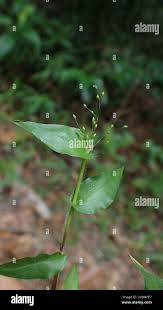 Image result for Panicum brevifolium