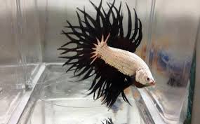 Multiple Betta Fish Tank Vang Bettas