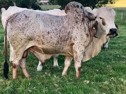 Ing of taurine (presumably shorthorn) and the brahman cattle arrived in the cauca. Cattle Gir Rare Breeds Trust Of Australia Tidyhq