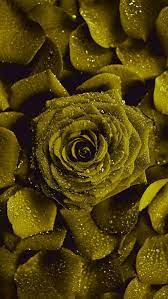 Yellow Rose In 2021 Beautiful Rose Flowers Sunset Wallpaper Color Vibe