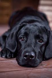Labrador Retriever In The Interior Labradorretriever Labradorretrieverpuppies Labrador Retriever In The 2020 Labrador Retrievers Labrador Yavrulari Siyah Labrador