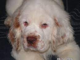 Clumber spaniel puppies for sale ohio. Clumber Spaniel Puppies In Ohio