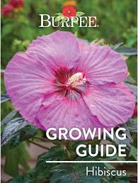 Start your seeds indoors in early spring, then transfer outdoors after the frost. Learn About Hibiscus Burpee