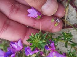 Image result for Lysimachia monelli