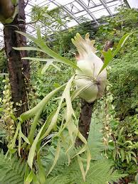 Image result for parožnatka Platycerium