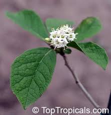 Image result for Rogiera cordata
