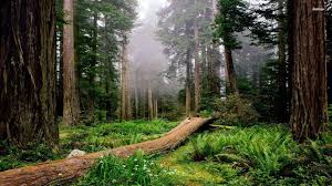Check spelling or type a new query. Redwood National And State Parks Wallpapers Wallpaper Cave