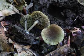 Image result for Simocybe centunculus