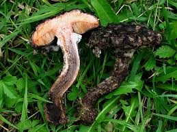 Image result for Strobilomyces strobilaceus