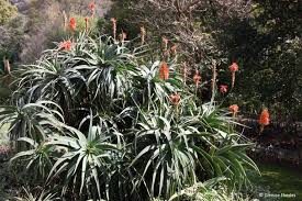 Image result for Aloe arborescens × musapana