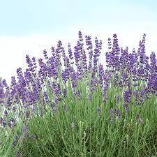 Image result for Lavandula angustifolia Vera