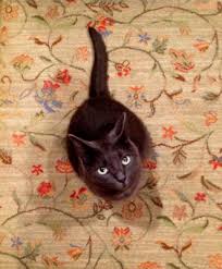 If your pet peed on the carpet you'll want to prevent stains and odor right away. New Carpet Smells Like Cat Pee What Now Why Feline Follower