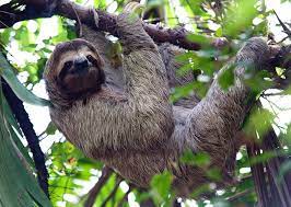 Three Toed Sloth In Costa Rica S Manuel Antonio National Park Sloth My Spirit Animal Visit Costa Rica