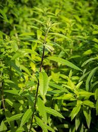 Image result for Aloysia citrodora