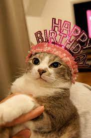 Pin By Janice Sciscento On Happy Birthday Katy King Happy Birthday Cat Cat Birthday Cat Celebrating