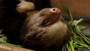 The 27 Happiest Sloths In The World Cute Sloth Sloth Lazy Animals