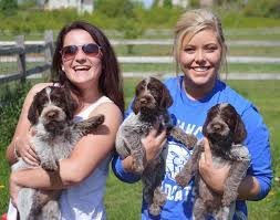 Why buy a wirehaired pointing griffon puppy for sale if you can adopt and save a life? Wirehaired Pointing Griffons Chapel View Farm Stable