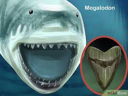 Sharks are intriguing and frightening creatures of the sea. How To Identify Shark Teeth 15 Steps With Pictures Wikihow