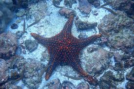 Image result for Pentanisia sykesii