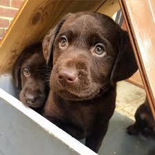 More About The Active Chocolate Labrador Dogs And Kids Labradorlife Labradorretriever Labradorpup Lab Puppies Labrador Retriever Labrador Puppy Chocolate