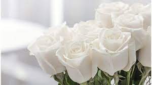 White flowers meaning white isn't an absence of color. Spiritual Meaning Of White Roses Dream Interpretation Insight State