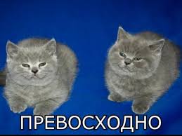 Но Мы Же Коты Превосходно | TikTok