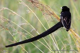 Black And White Bird With Long Tail South Africa Male Long Tailed Widowbird The Largest Widowbird Species And Also One Of The Most Common Within Its Grassland Habit Birds South Africa Wildlife Colorful Birds
