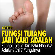 Untuk mendiagnosis fraktur yang terjadi di kaki atau tungkai, dokter akan menanyakan bagaimana cedera terjadi dan gejala apa saja yang anda. Fungsi Tulang Jari Kaki Manusia Adalah Ini 7 Fungsinya