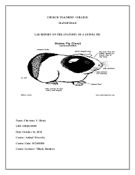 Lab Report On Guinea Pig