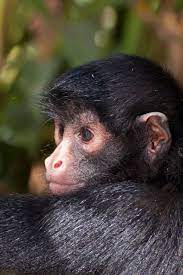 Peruvian Black Spider Monkey Found In Eastern South America North Of The Amazon River The Peruvian Black Spider Monkey Monkey Habitat Spider Monkey Animals