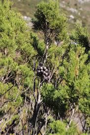 Image result for Trisetopsis milanjianum