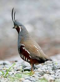 Pin By Ferencne Simon On Madarak Nature Birds Pet Birds Colorful Birds