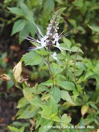 Image result for Orthosiphon scedastophyllus