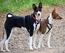 Cuterebra bajensis is a species of new world skin bot flies in the family oestridae. Basenji Wikipedia