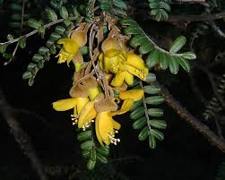 Image result for Sophora inhambanensis