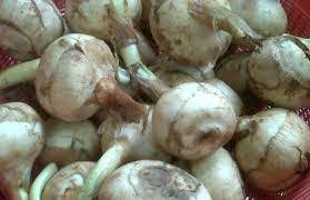 Video kali ini tentang manfaat / khasiat daun sirih cina untuk kesehatan. Ada Masalah Kesihatan Dan Pencernaan Makanlah Sengkuang Cina