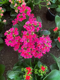 Image result for Kalanchoe blossfeldiana