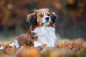 The nederlandse kooikerhondje is an ancient, agile, versatile sporting breed originally from holland. Nederlandse Kooikerhondje Digitalphoto