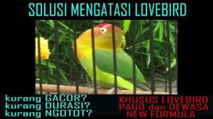 Lovebird konslet adalah sebutan untuk salah satu cara ngekek lovebird yang paling unik. Doping Lovebird Konslet Jantan Dan Betina Yang Paling Ampuh