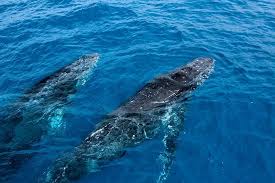 20 top things to do in hervey bay. 20 Fabulous Things To Do In Hervey Bay