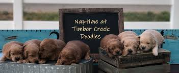 Timber creek elementary's cultural connection. Mini Goldendoodles And Mini Bernedoodles In Utah By Timber Creek Doodles