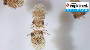 Explained Why Is Nasa Sending Water Bears Baby Squid To The International Space Station Explained News The Indian Express