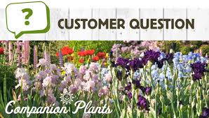 Best Companion Plants For Bearded Iris American Meadows