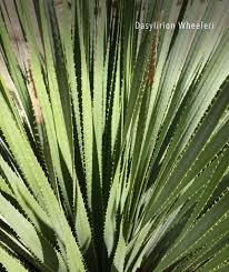 Image result for Sorindeia winkleri