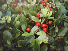 Image result for Ardisia