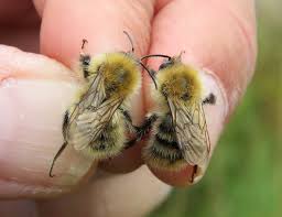 Image result for Bombus pascuorum